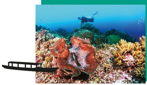 Bénitier géant dans les coraux